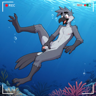 Crow Floating Underwater